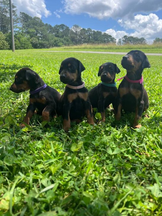Doberman Pinscher, Female