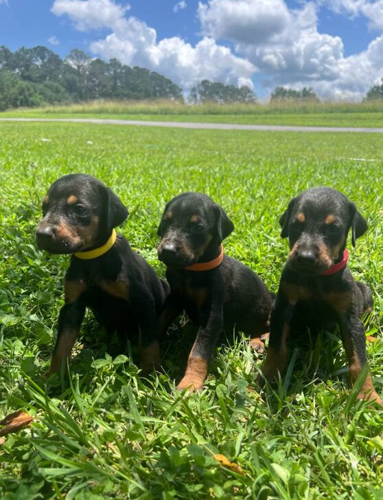 Doberman Pinscher, Female