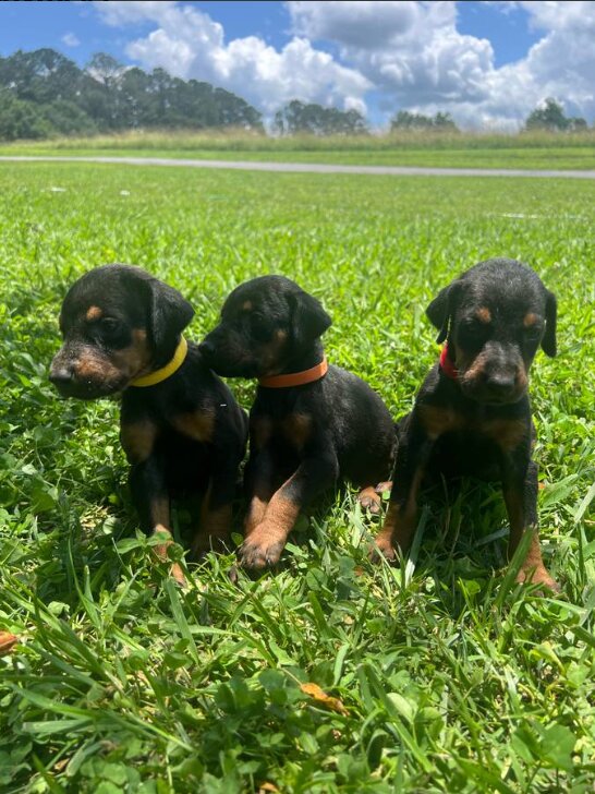 Doberman Pinscher, Female