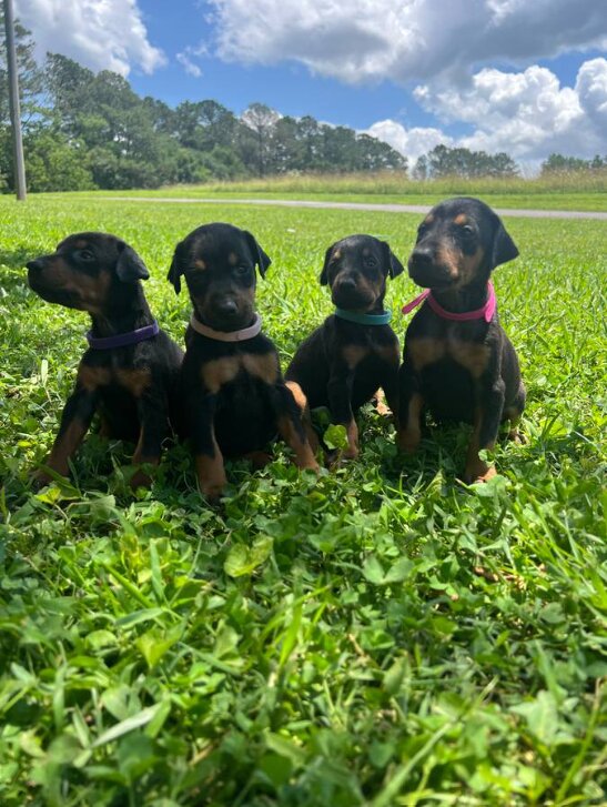 Doberman Pinscher, Female