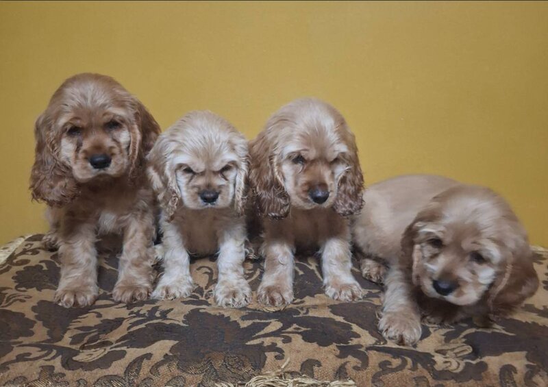 English Cocker Spaniel, Male
