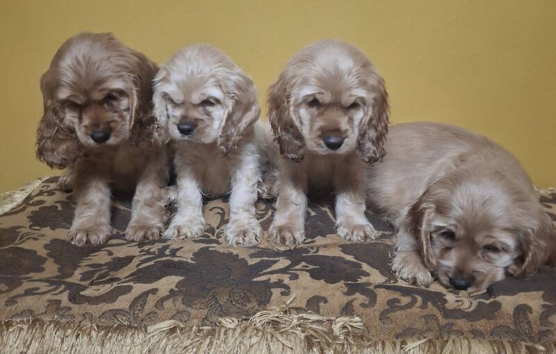 English Cocker Spaniel, Male