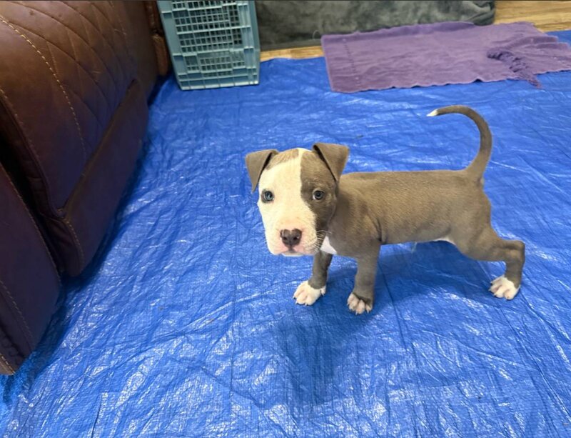 American Pit Bull Terrier, Male