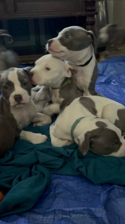 American Pit Bull Terrier, Male