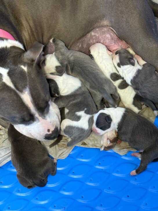 American Pit Bull Terrier, Male