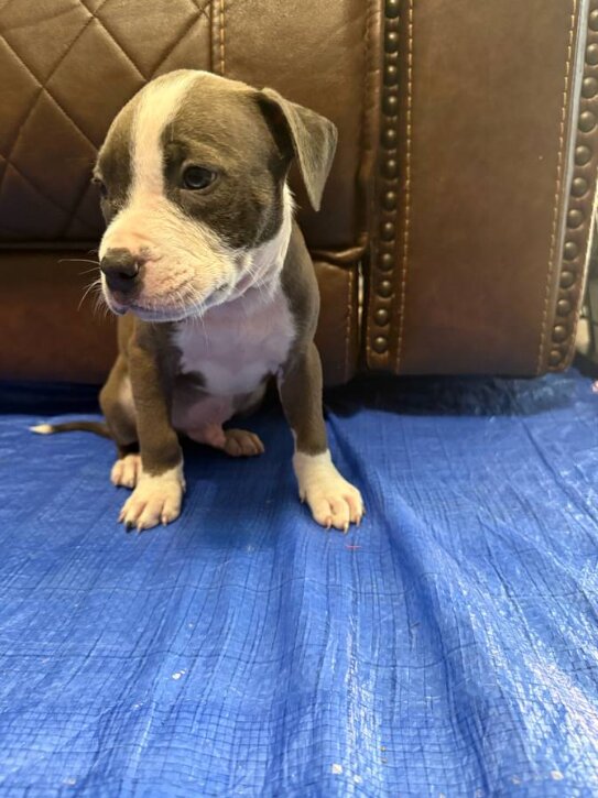 American Pit Bull Terrier, Male