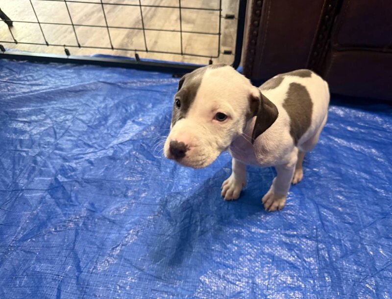 American Pit Bull Terrier, Male