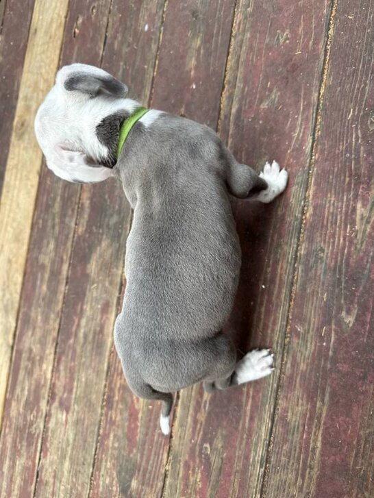 American Pit Bull Terrier, Male