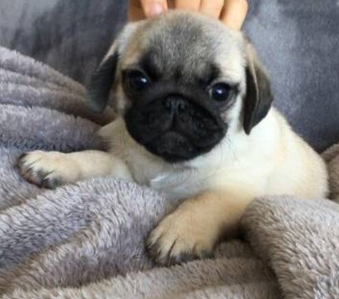 Pug, Male