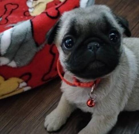 Pug, Male
