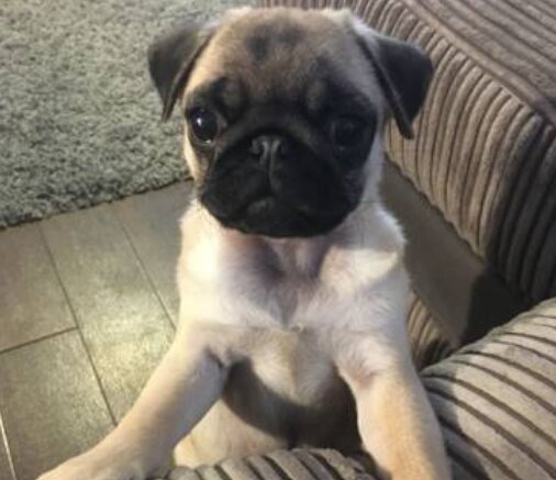 Pug, Male