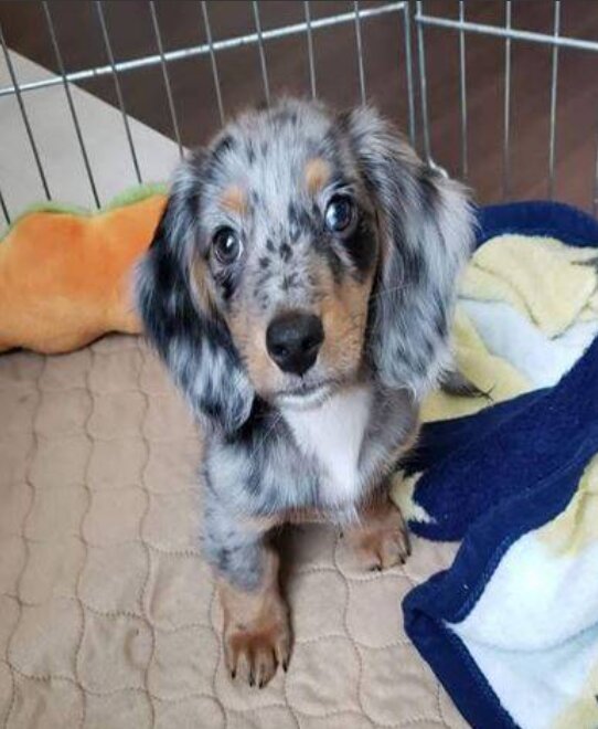 Dachshund, Female