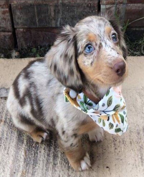 Dachshund, Female