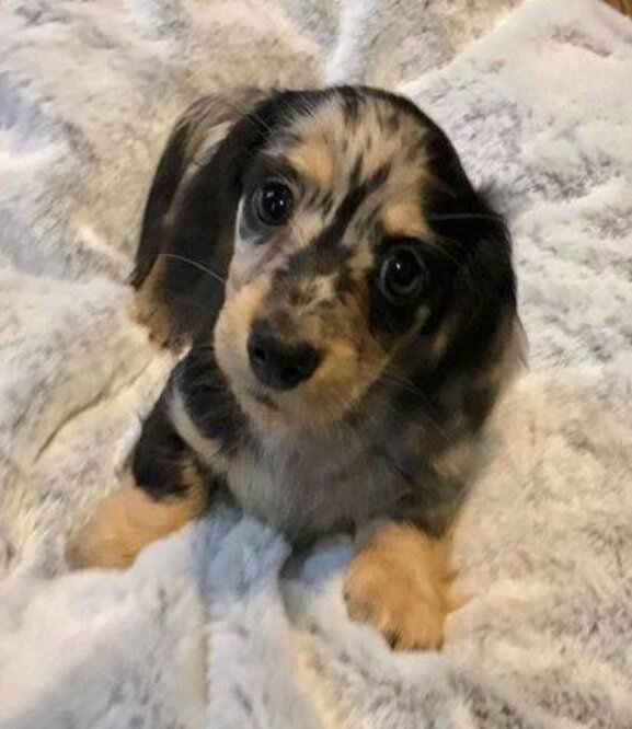 Dachshund, Female
