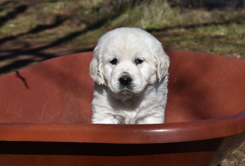 Golden Retriever, Male