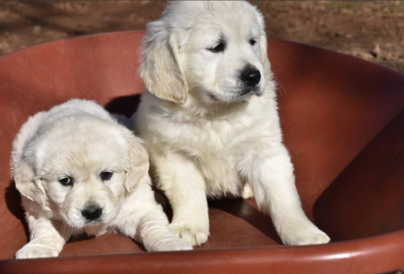 Golden Retriever, Male