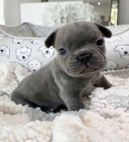 French Bulldog, Male