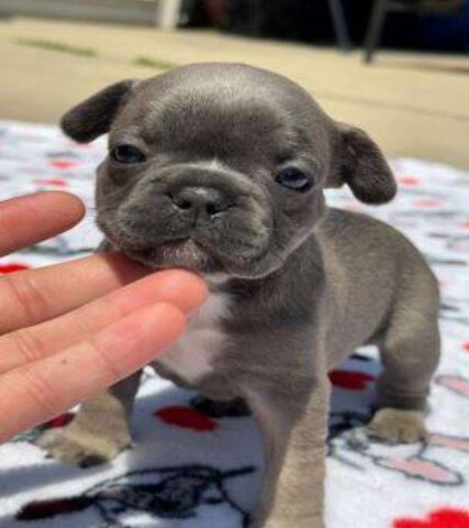 French Bulldog, Male
