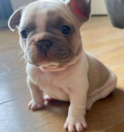 French Bulldog, Male