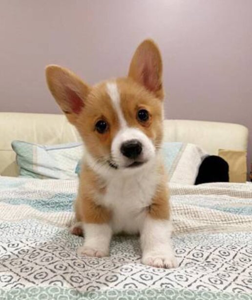 Pembroke Welsh Corgi, Male