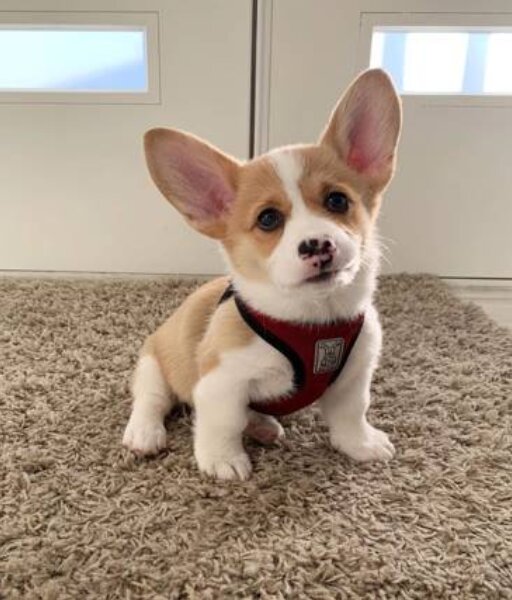 Pembroke Welsh Corgi, Male
