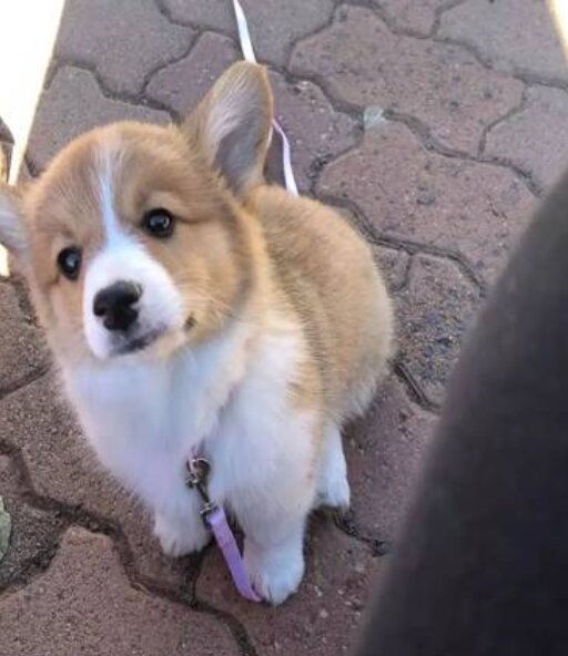 Pembroke Welsh Corgi, Male