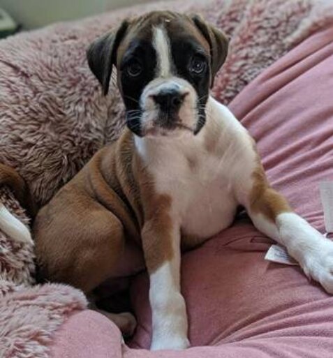 Boxer, Male
