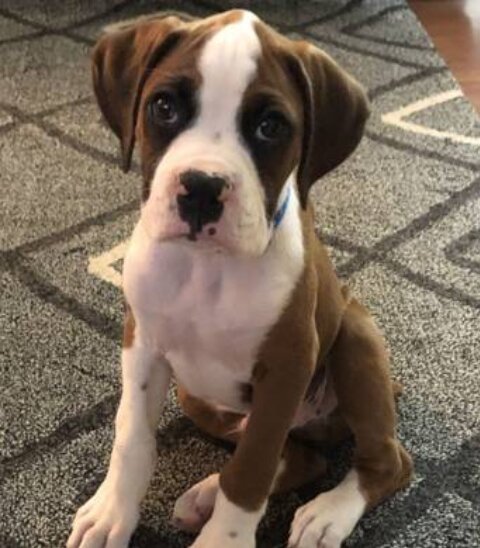 Boxer, Male