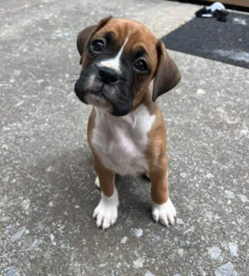 Boxer, Male