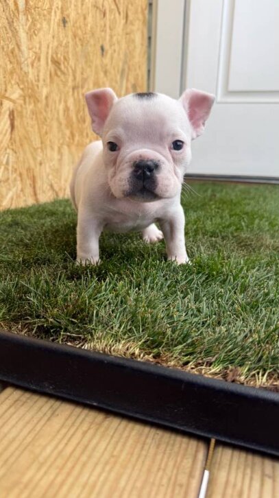 American Bully, Male