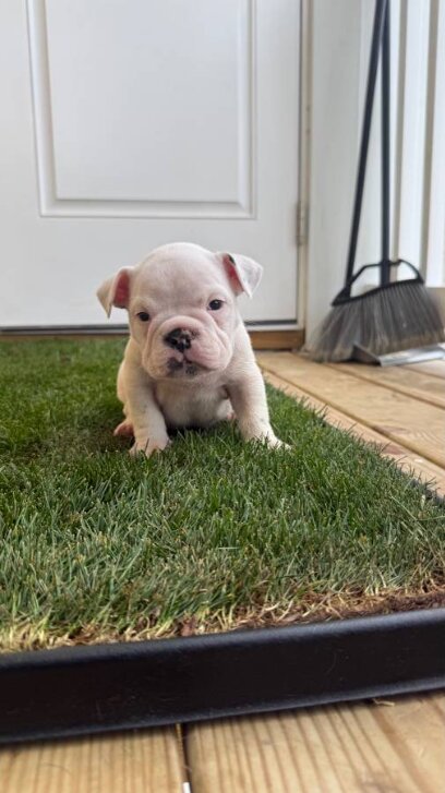 American Bully, Male