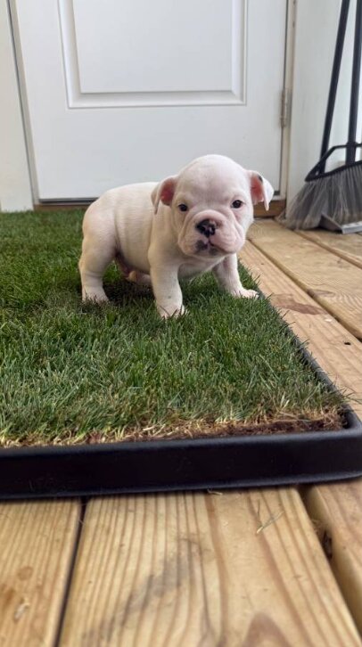 American Bully, Male