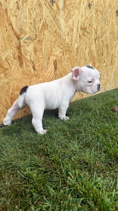 American Bully, Male