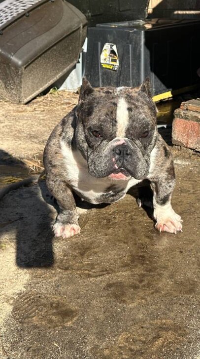 American Bully, Male