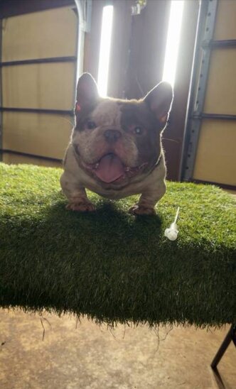 American Bully, Male
