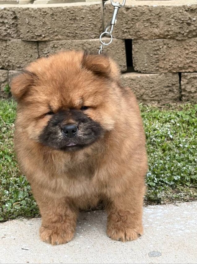 Chow Chow, Male