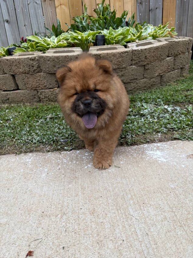 Chow Chow, Male