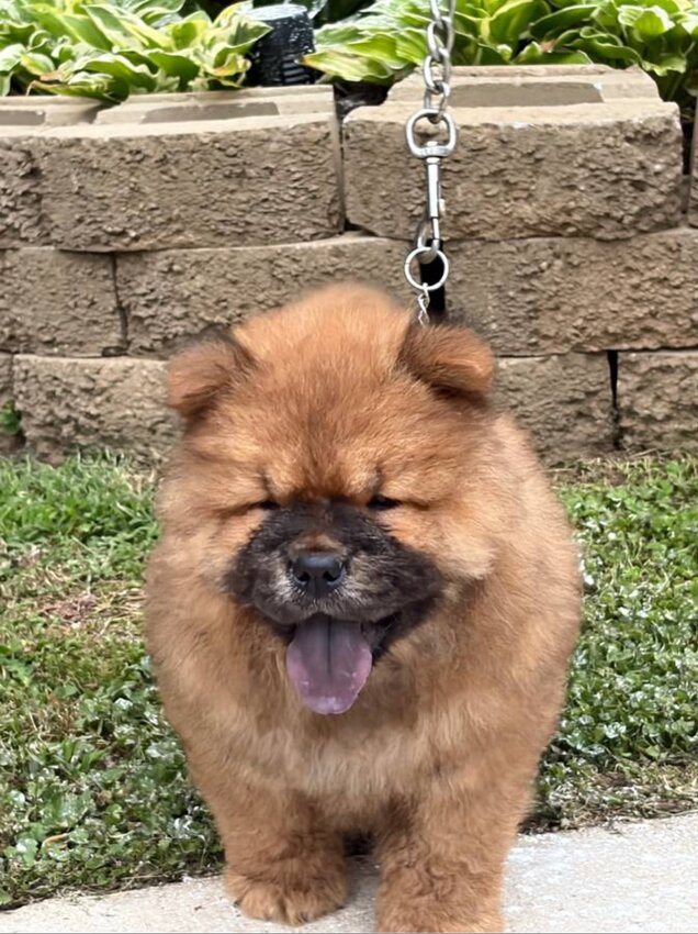 Chow Chow, Male