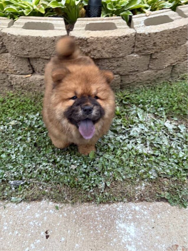Chow Chow, Male