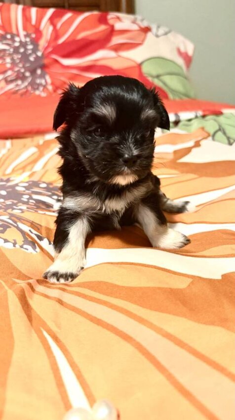Shih Tzu, Male
