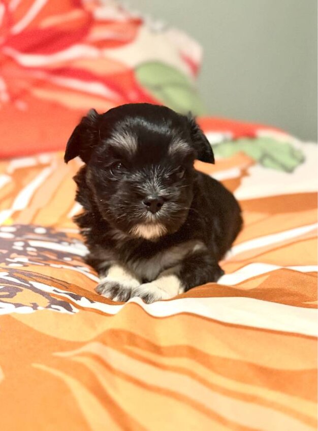 Shih Tzu, Male