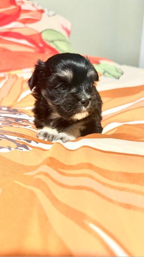 Shih Tzu, Male