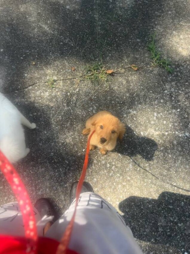 Golden Retriever, Female