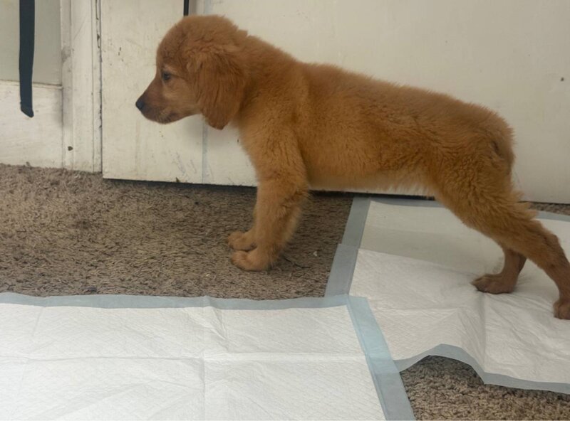 Golden Retriever, Female