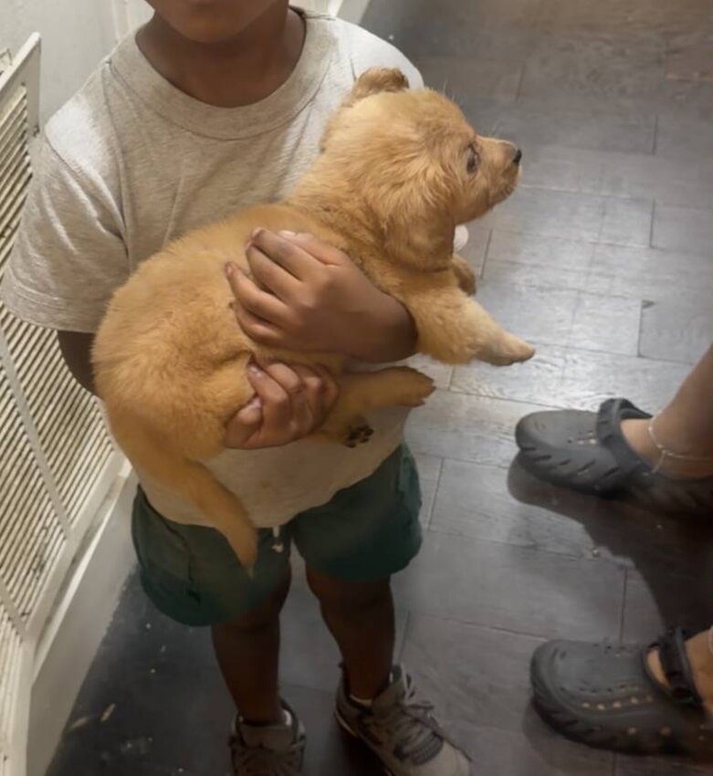 Golden Retriever, Female