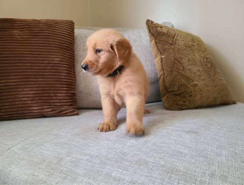 Golden Retriever, Male