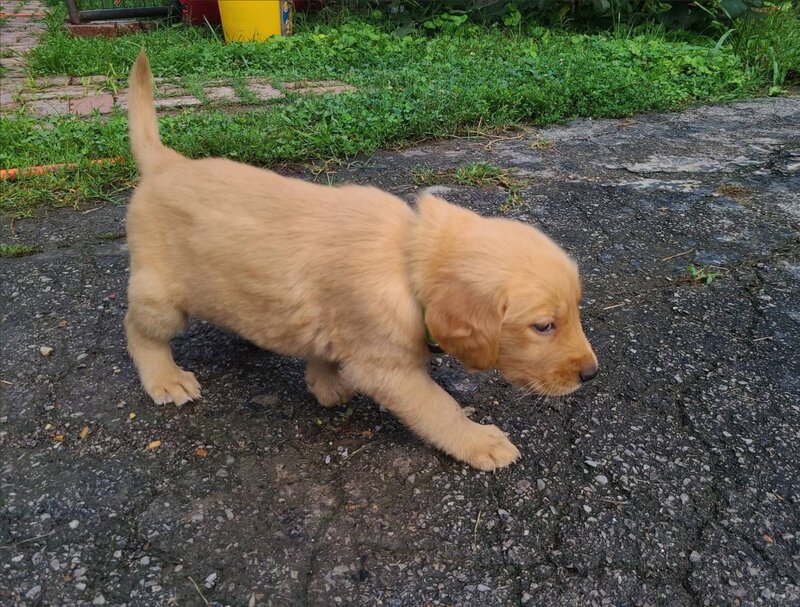 Golden Retriever, Male