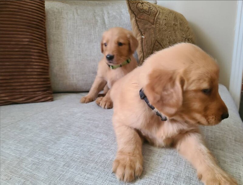 Golden Retriever, Male
