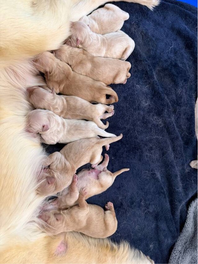 Golden Retriever, Male