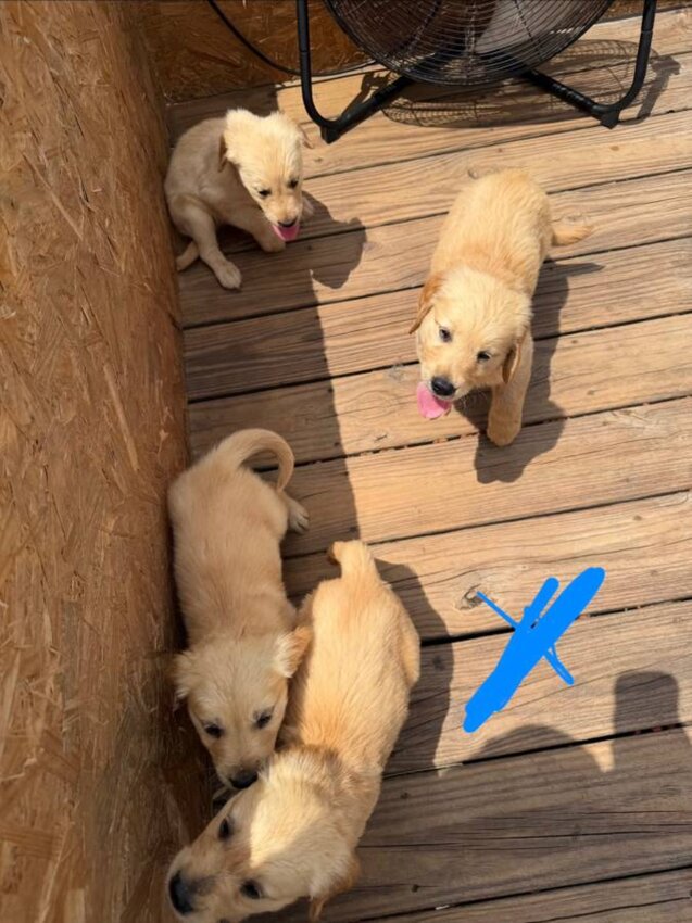 Golden Retriever, Male
